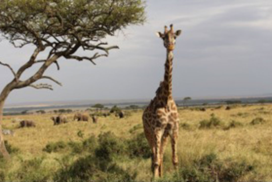 Kenya 2015 : Checking out the local wildlife